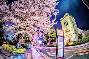 横浜山手エリア「元町公園」の桜が満開の時期の画像01