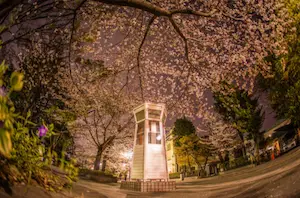 横浜山手エリア「元町公園」の桜が満開の時期の画像02