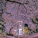 桜と自動電話-1