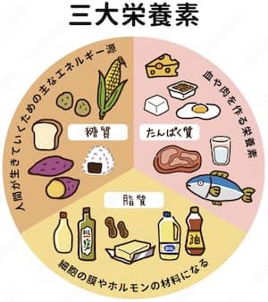 栄養素のイメージ図解